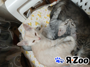 Котята бесплатно в добрые руки в Московском