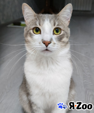 Очаровательный Филя в Уфе 500 руб.