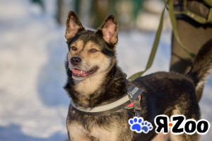 Взрослый пес в добрые руки в Москве даром