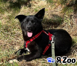 Щенок в добрые руки (фенотип лайки)