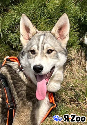 Щенок метис лайки в Москве 100 руб.