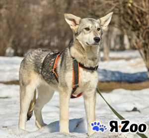 Щенок в добрые руки (фенотип лайки) в Москве даром