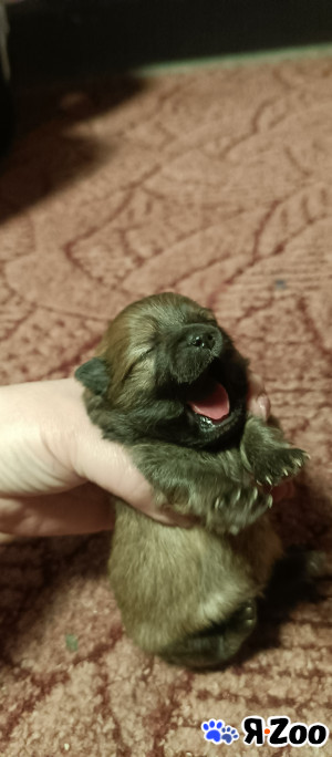 Продажа щенков в Волосово 20 000 руб.