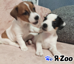 Щенок Джек Рассел терьера в Одинцово 40 000 руб.