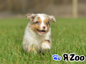 Щенки австралийской овчарки (аусси) РКФ в Ростове-на-Дону 50 000 руб.