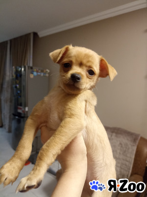 Продаю миленького щенка Той-терьер в Батайске 10 000 руб.