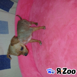 Той-терьер рыжий мальчик для души в Быково 15 000 руб.