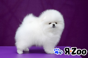 Померанский шпиц в Новосибирске договорная