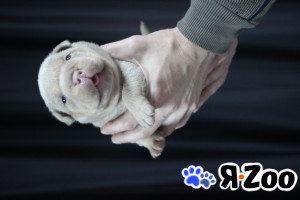 Шикарные щенки американского булли 90 000 руб.