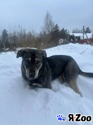 Найда ищет активного хозяина?? в Зеленограде договорная