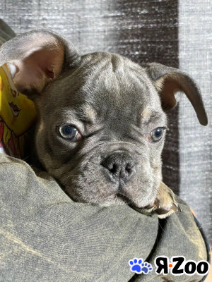 Щенки Французского бульдога в Энгельсе 80 000 руб.