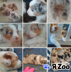 Миниатюрная американская овчарка, щенки в Санкт-Петербурге 100 000 руб.