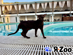 Кот Ориентальной породы приглашает кошечку для вязки в Клине 1 руб.