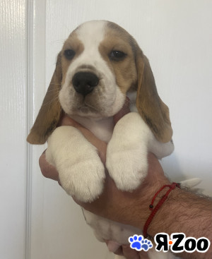 Бигель в Севастополе 60 000 руб.