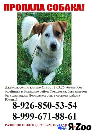 Пропала собака Балашиха в Балашихе