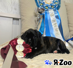 Щенки немецкого боксера от иностранных родителей в Электростале 60 000 руб.