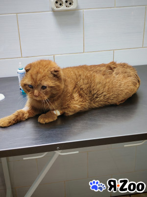 Котик ищет дом на доживание в Орехово-Зуево