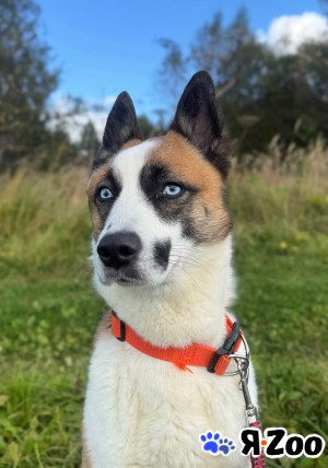 Деймон с невероятными голубыми глазами ищет дом даром