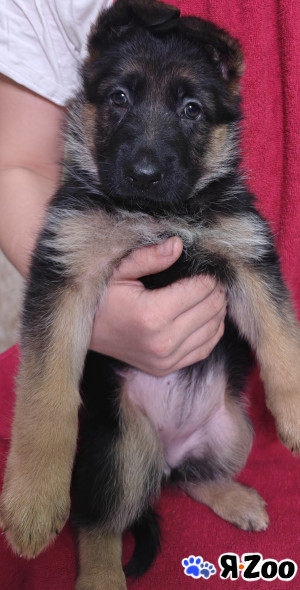 Щенки немецкой овчарки в Ростове-на-Дону 60 000 руб.