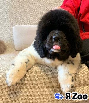 Ньюфаундленд,щенки в Выборге 100 000 руб.