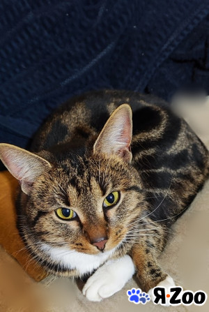 Пропал кот в Раменском