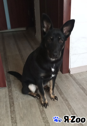 Даром в Тольятти даром