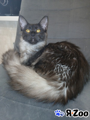 Котята мейн-куны в Москве 30 руб.