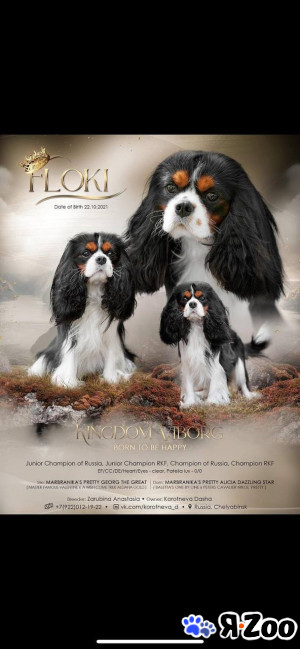 Продаю шикарного щенка в Екатеринбурге 55 000 руб.