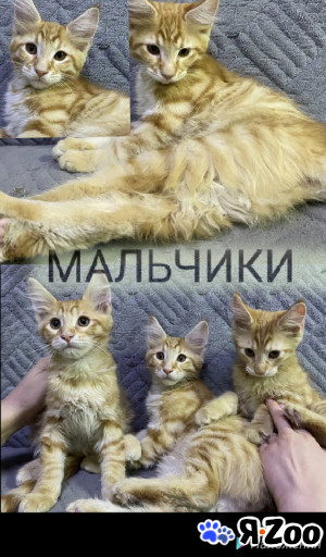 Любимые питомцы 10 000 руб.