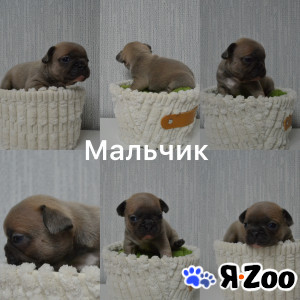 Щенки французского бульдога в Москве 80 000 руб.