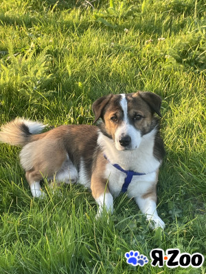 Самый обаятельный красавчик - вязка в Челябинске договорная