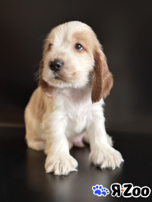 Продаются щенки английского кокер-спаниеля в Москве 80 000 руб.