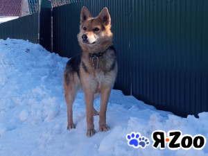 Собака в добрые руки в Богородске даром