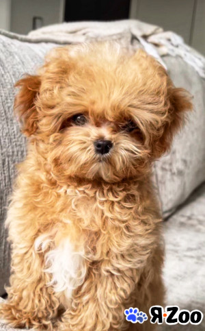 Мальтипу | тикап тедди пудель Китай в Калининграде 100 000 руб.