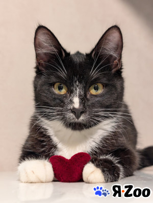 Бездомный котенок ищет семью в Ижевске договорная