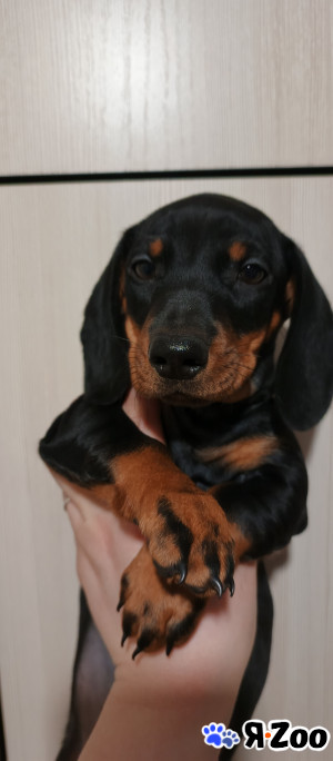 Такса щенок в Лисках 12 000 руб.