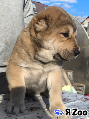 Продвются щенки среднеазиатской овчарки (алабай) в Ногинске 5 060 руб.