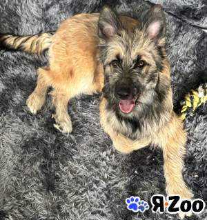 Берта ищет новый дом в Москве даром