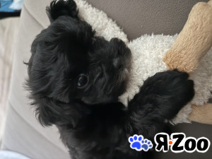 Мальтипу продам, торг уместен в Санкт-Петербурге 35 000 руб.