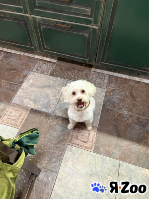 Буся — милая собачка в Москве даром