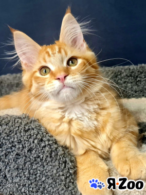 Мейн кун котята в Москве 50 000 руб.