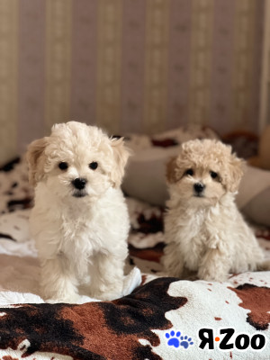 Щенки мальтипу f1 в Ростове-на-Дону 40 000 руб.