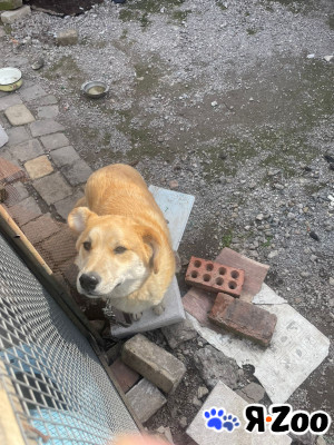 Срочно отдам собаку в Таганроге даром