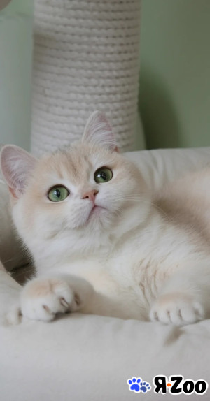 Британские котята в Санкт-Петербурге 150 000 руб.