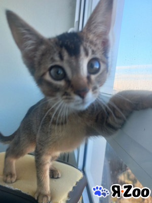 Абисинка девочка 15 000 руб.