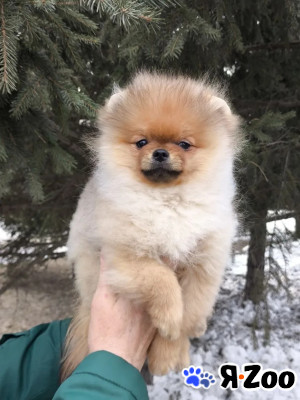 Померанский шпиц в Новосибирске 40 000 руб.