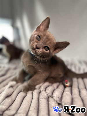 Европейский бурманский малыш в Москве 60 000 руб.