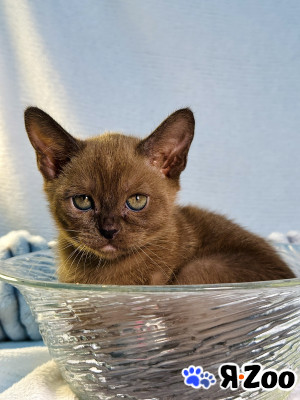 Европейский бурманский котенок в Москве 60 000 руб.