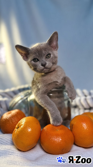 Европейский бурманский котенок в Москве 60 000 руб.