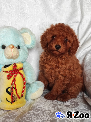 Той-пудель, щенки в Москве 50 000 руб.